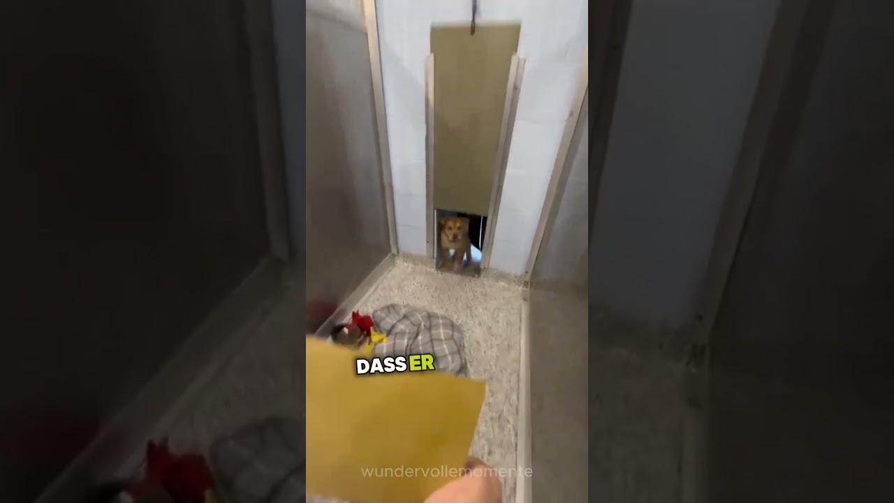 Dieser Hund war so aufgeregt, in sein neues Zuhause zu kommen.