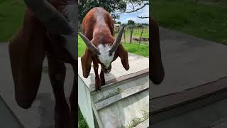 Ronaldo and Messi the friendliest goats on the farm | GOATS FOR KIDS #shorts #kidsshorts