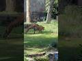 Tigers Short Tiger Tigers Tigre Animalshorts Animals Tigers Short Tiger Tigers Tigre Animalshorts Animals