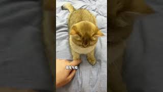 【牛奶是只猫】其实我家猫一开始是白色的……后来烤糊了哈哈结尾直接把我送走了！太狠了