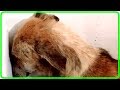 虐待の恐怖で壁しか見れなくなった犬！人間を受け入れることができなくなった犬を救ったのは・・【世界が感動！涙と感動エピソード】