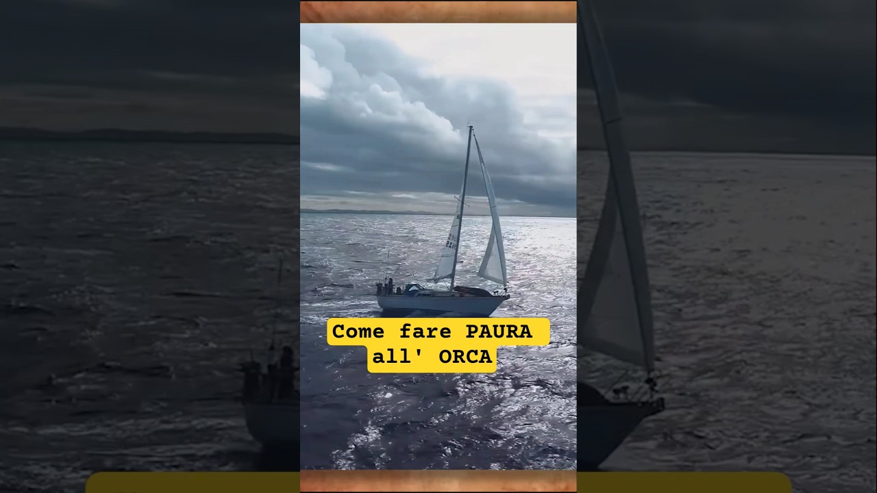 ⁣Impara a guardare BRUTTO un' ORCA negli occhi senza schiattare di paura! #viaggioinbarca