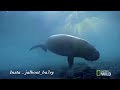 بقرة البحر Sea Cow بقرة البحر Sea Cow