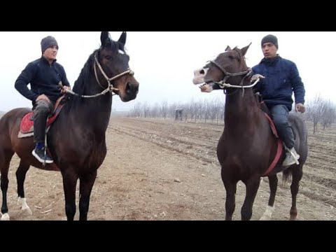 Video: Стандарттык асинхрондук кыймылдаткычтын тактасында айтылган спецификациялар кандай?