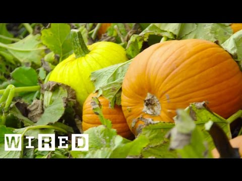 Vidéo: Cueille de citrouilles à Long Island