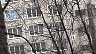 Бони атака двух Ворон на кошек Двух! Бони атака двух Ворон на кошек Двух!