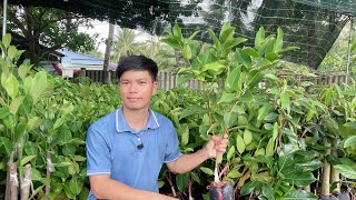 Nhận biết giống Mận Hồng MST chuẩn giống CG Thế Giới Xanh