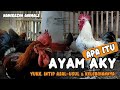 Ayam kampung yudistira  asal usul ayam aky  kelebihannya  pembahasan lengkap ayam aky