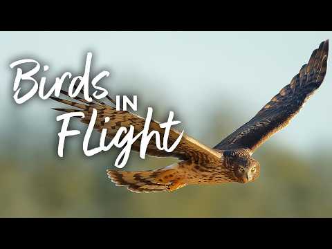 Birds in Flight with Melissa Groo