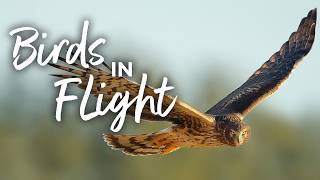 Birds in Flight with Melissa Groo @bheventspace
