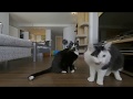 Cats Eating Treats  VR180