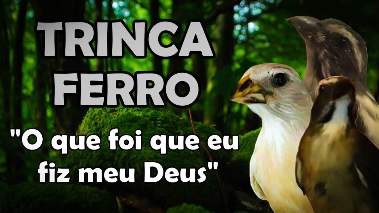 Canto De Trinca Ferro Eu Sou Terrível Trinca Ferro Canto O Que Foi Que Eu Fiz Meu Deus Gravado Ao Vivo Para Machos Youtube