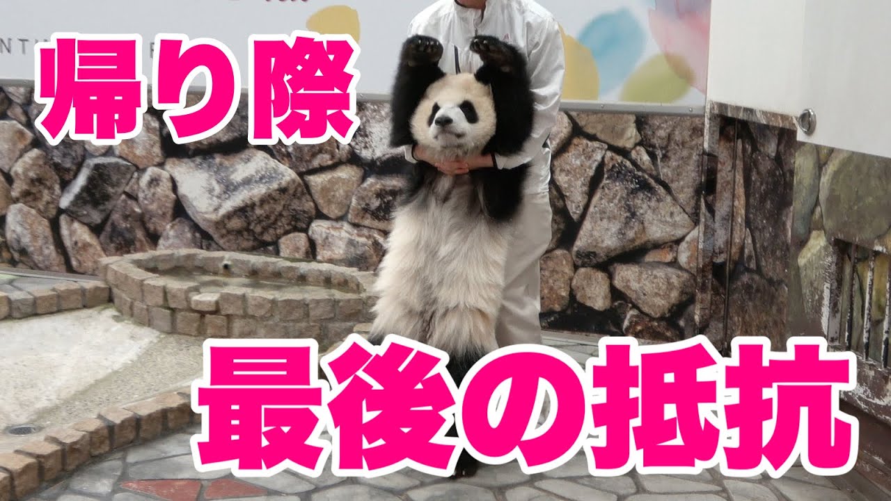 必見！】最後の抵抗！！ まだ帰りたくないパンダの行動🐼 彩ちゃんの