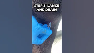 Another Cow Abscess You Re The Boss Internet 