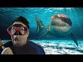 How To Kill A Shark