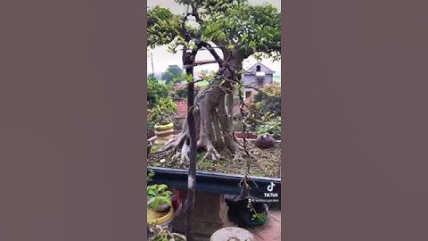 Tùng Đen Cứt Chuột Quảng Ninh - Sentoco Bonsai Viet Nam - Nhà Vườn Quang Đức