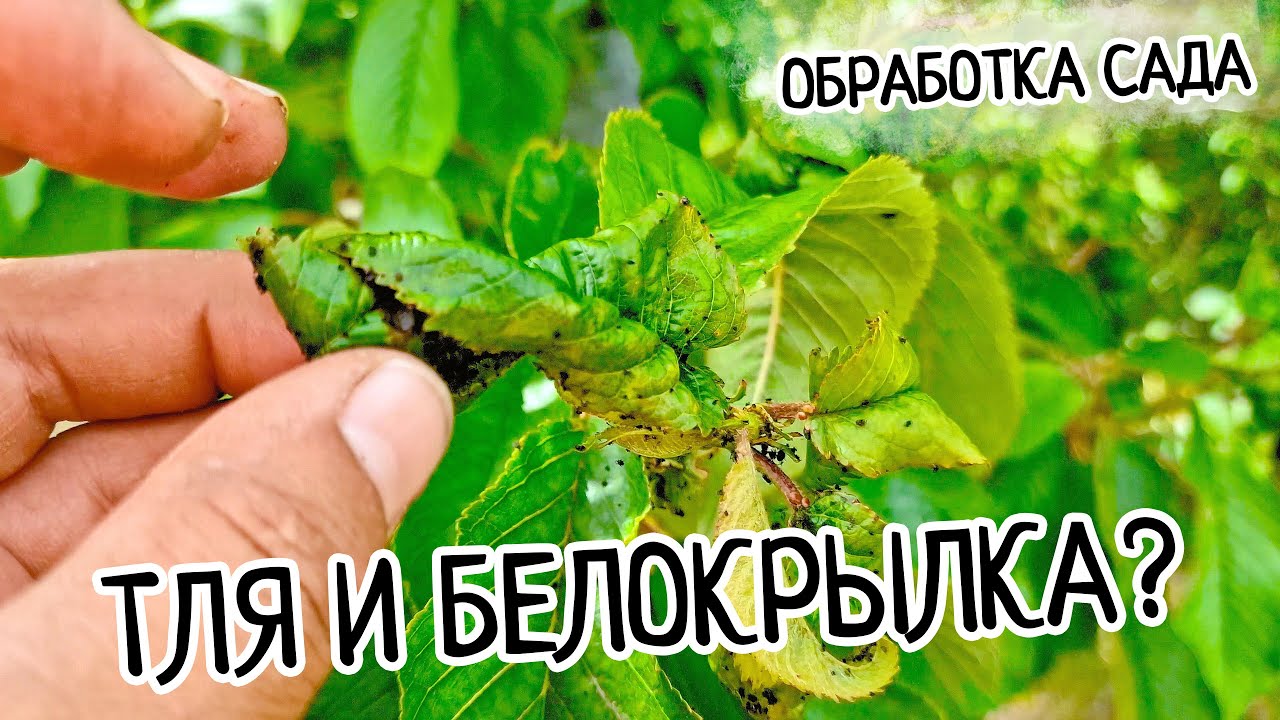 Муравьи и тля на растениях