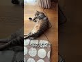 冬、暑すぎてホットカーペットからはみ出る元野良猫【元野良猫ピースケ】