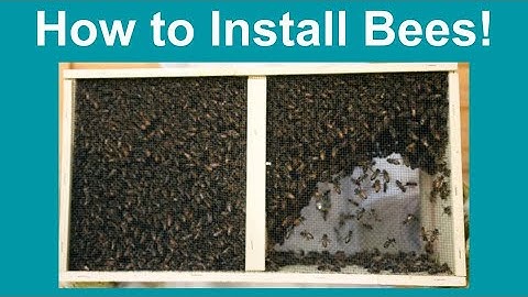 A Beginners Guide for Beekeeping Part 2 (Installing bees)