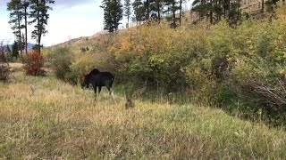 Moose relocated by CPW from Strasburg to mountains