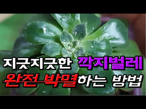 다육이 깍지벌레 초기에 쉽게 잡는 방법과 생기는 원인 (How to remove plant bugs and why the bugs get)