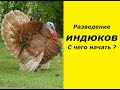 Разведение индюков в домашних условиях .С чего начать? Советы начинающим. Индюки Красный бурбон?