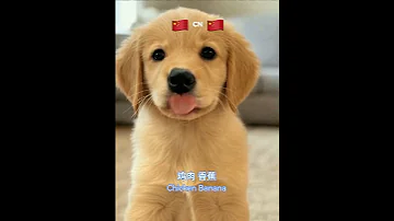 AI Dog Sings Chicken Banana In 7 Languages Viral Multilingual Pet Performance Aiart Aifun 