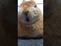寝る前の口の動きが可愛いウサギ #うさぎ #おもしろ #かわいい