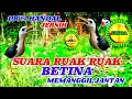 SUARA RUAK RUAK BETINA || MEMANGGIL JANTAN || JERNIH / BIRDTRAP