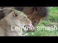 Lemme Smash - Lion Edition