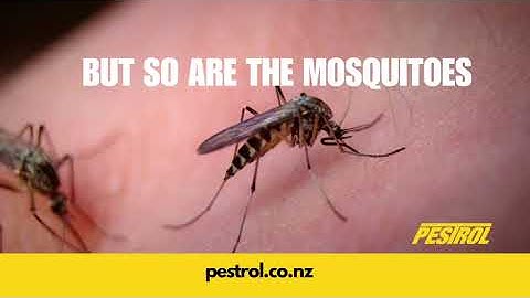 Pestrol Mozzie Traps and Killers