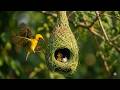 120 Days of Development: Baya Weaver Bird From Egg to Survival