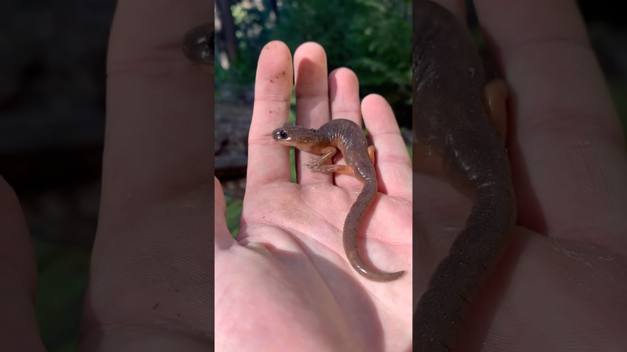 Ensatina Salamander flipped over winter! #salamander #amphibians #herping #naturephotography
