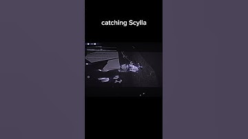 Catching scylla #fisch #scylla