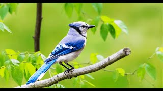 If You See Blue Jays Often, This Is What It Means by Higher Self 17,519 views 2 years ago 9 minutes, 52 seconds