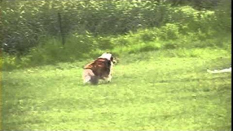 Sheltie Tabor Lure Coursing
