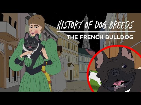 Video: Fransk Bulldog Breed Dog Breed Allergivänliga, Hälsa Och Livslängd