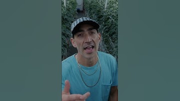 Thumbnail of Tiwony & Bobby Hustle & Yungg Trip - The Plug (Official Video)