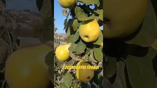 Ayva Yetiştiriciliği. 2 Yaşında Ayva Fidanım Resimi