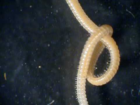 This Millipede is the Leggiest Creature in the World