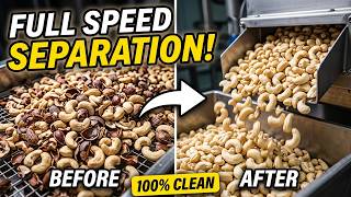 Cashew Kernel Separator Working at Full Speed