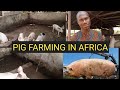 PIG FARMING IN EBONYI STATE NIGERIA|THE UNSUNG MILLIONAIRES BUSINESS | WHAT IT TAKES TO REAR PIGS