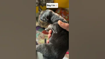 GSD Puppy Day 1 To 10 Shorts Dog Gsd 