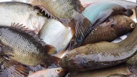 Canh khổ qua nấu cá thác lác sao buổi thăm lưới cá rô mùa nước nổi