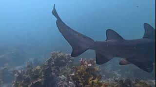 Snorkeling with the Grey Nurse Shark
