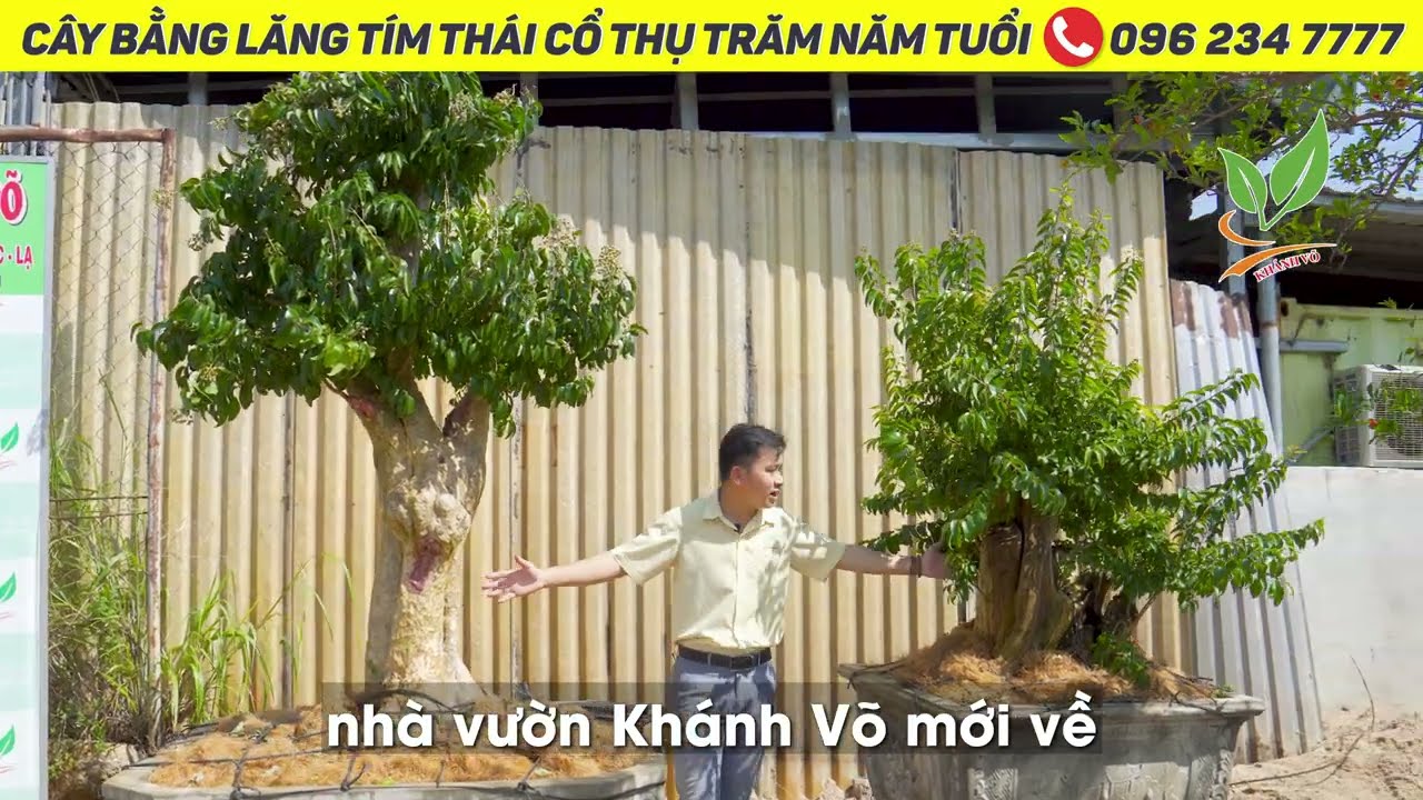 Cây Bằng Lăng Thái cổ thụ cho khách yêu kỷ niệm, ưa... - youtube