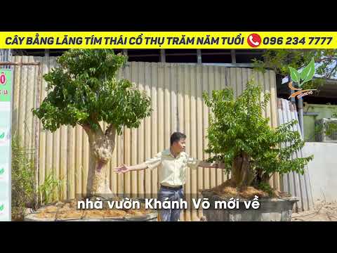 Video Cây Bằng Lăng Thái cổ thụ cho khách yêu kỷ niệm, ưa... - youtube