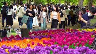 SEOUL FOREST Tulip Festival 2023, Beautiful Spring Flower Festival, Seoul Travel Walker.