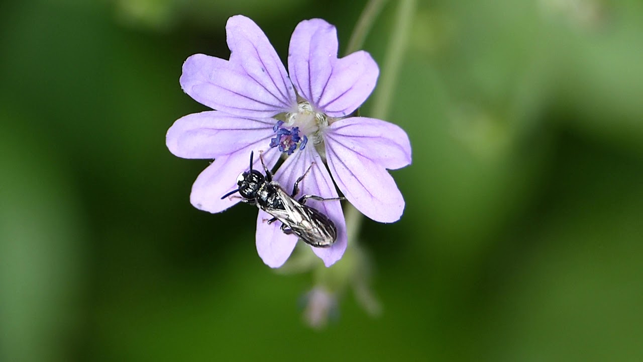 Ceratina cucurbitina ♂ (Apidae-Hymenoptera) sur Géranium molle