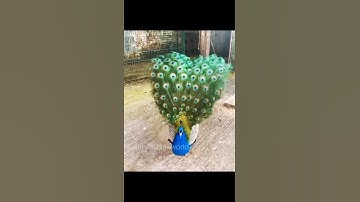 Thumbnail of Peacock dancing with his Feathers | Cute peacock dance #shorts